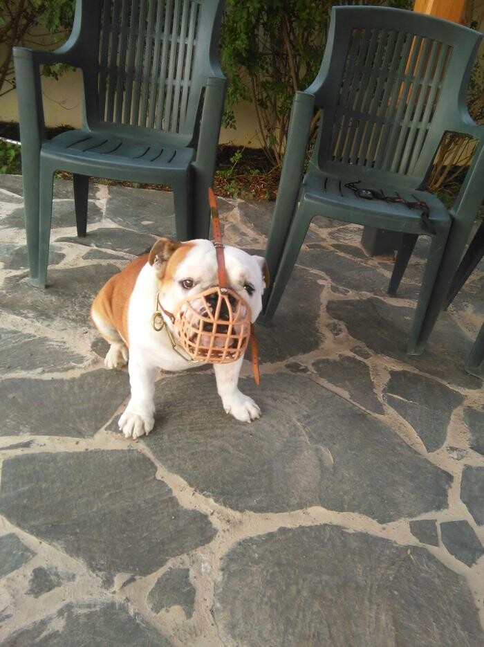 Images Residencia canina Tarazona