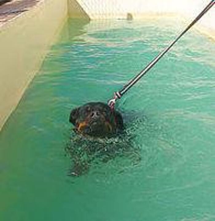 Images Residencia canina Tarazona