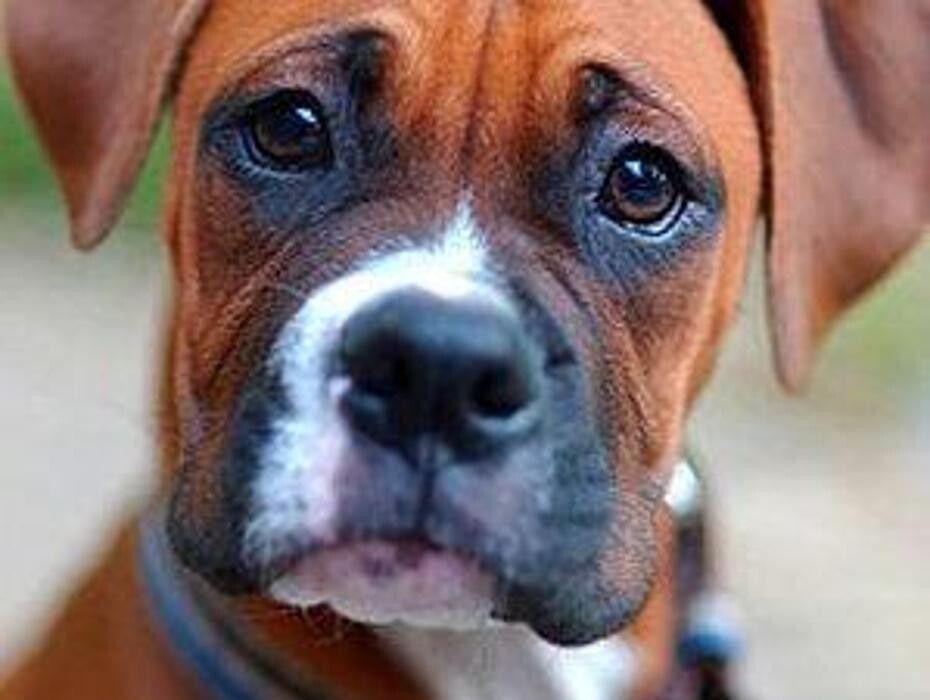 Images Residencia canina Tarazona