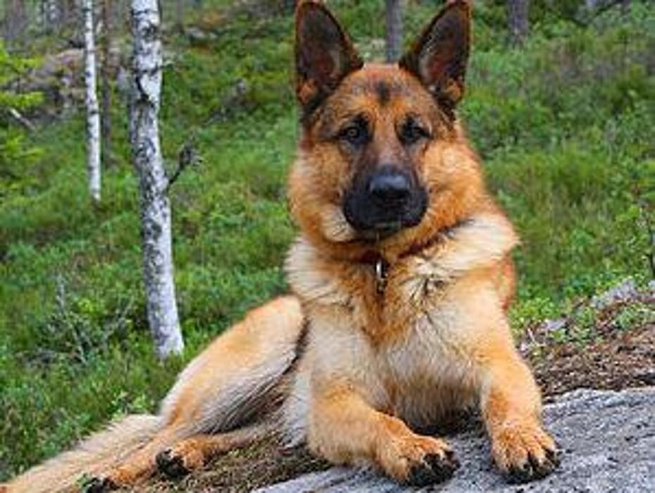 Images Residencia canina Tarazona