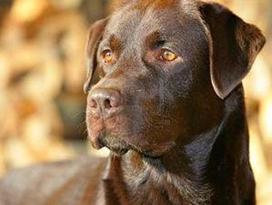 Images Residencia canina Tarazona