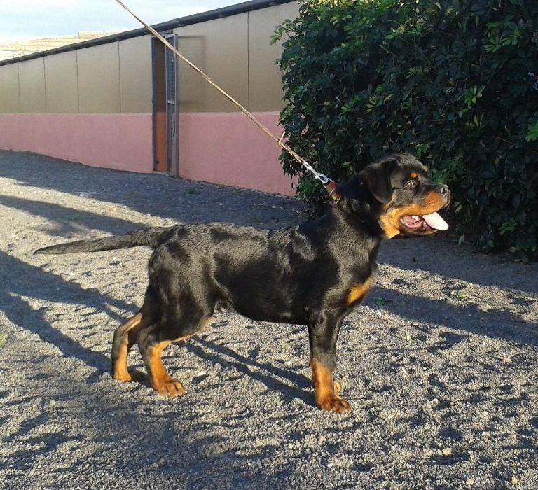 Images Residencia canina Tarazona