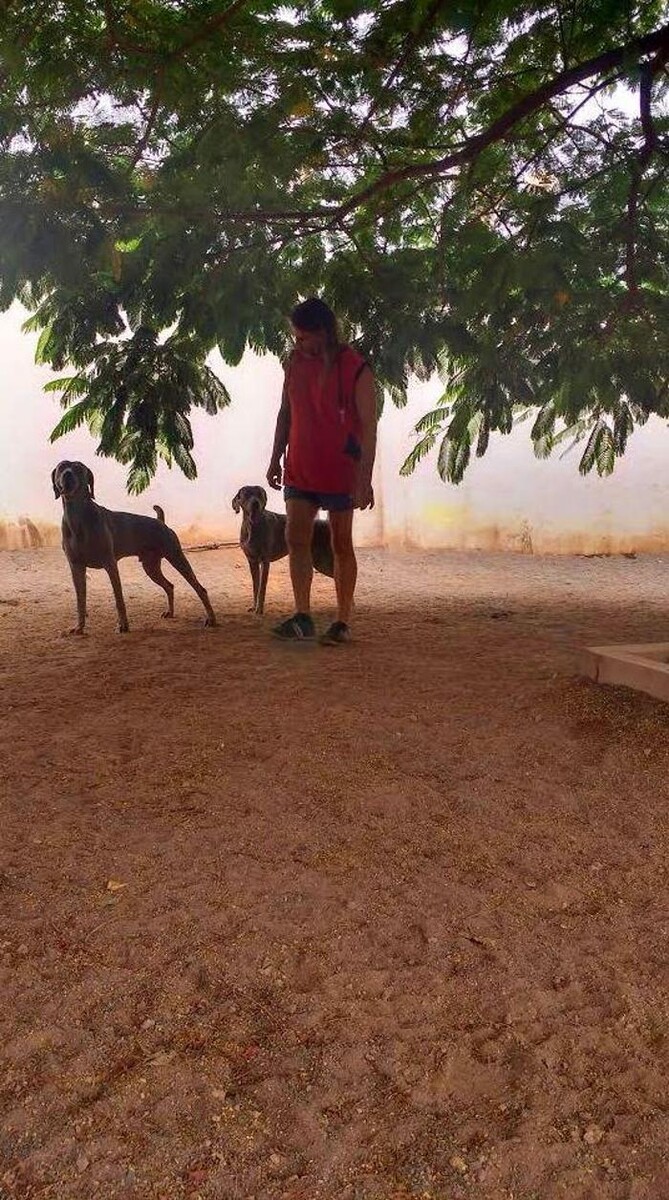 Images Residencia canina Tarazona