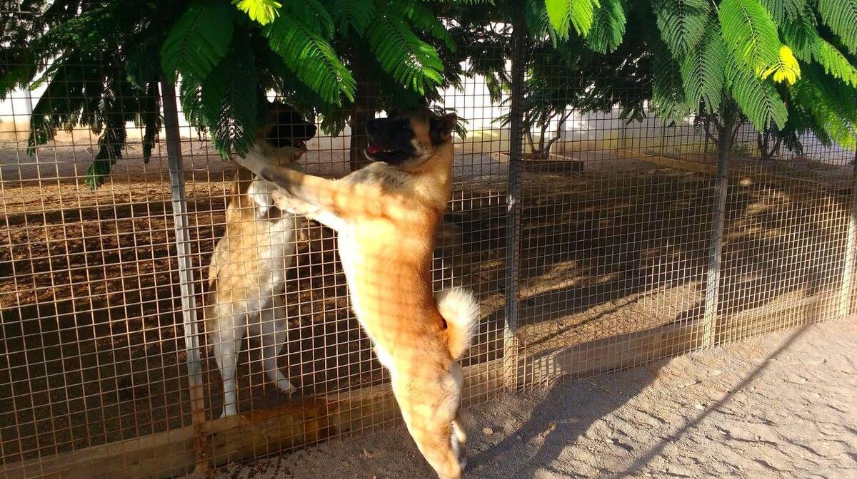 Images Residencia canina Tarazona