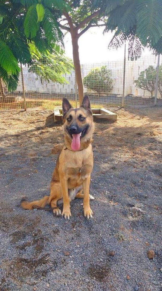 Images Residencia canina Tarazona