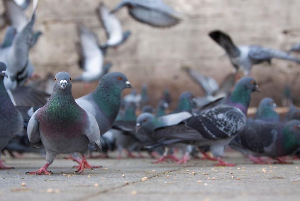 Images Control de Plagas Cejudo