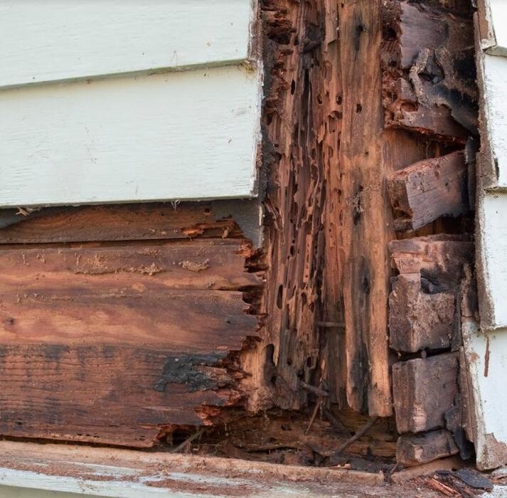 Images Control de Plagas Cejudo