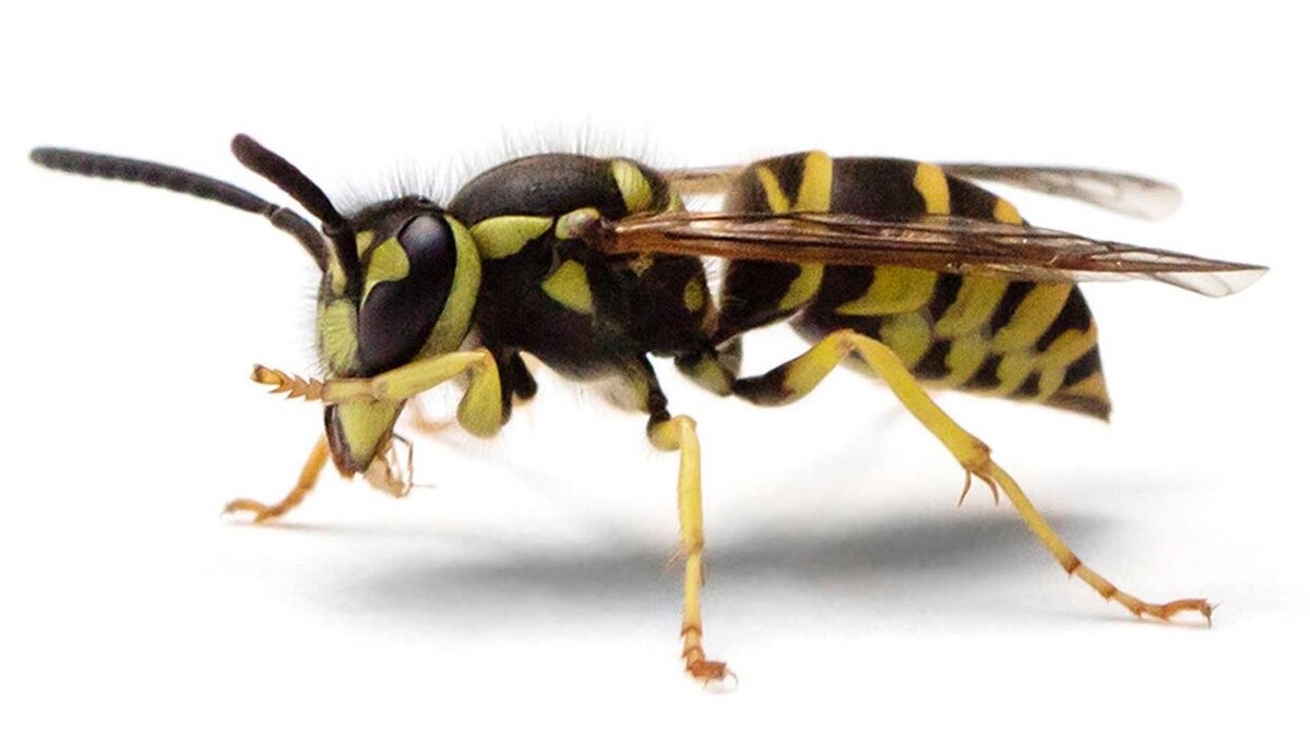 Images Control de Plagas Cejudo