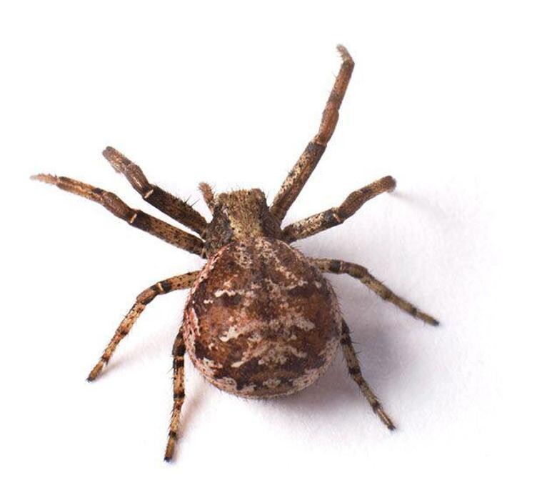 Images Control de Plagas Cejudo