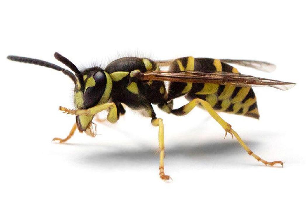 Images Control de Plagas Cejudo