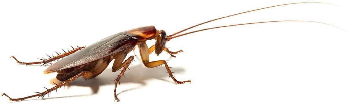 Images Control de Plagas Cejudo