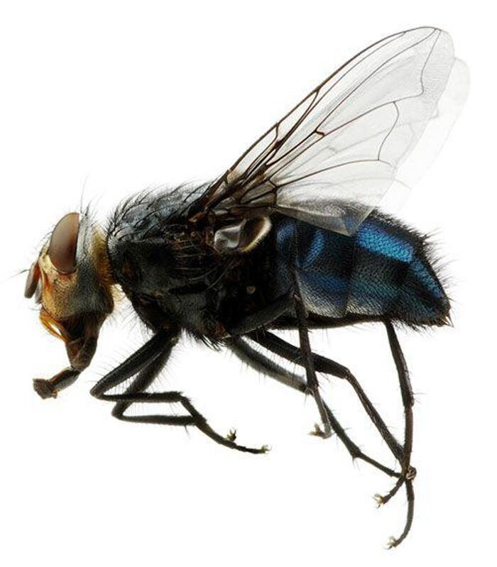 Images Control de Plagas Cejudo