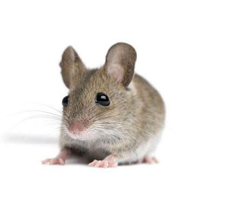 Images Control de Plagas Cejudo