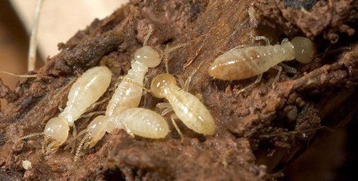 Images Limpiezas Julker