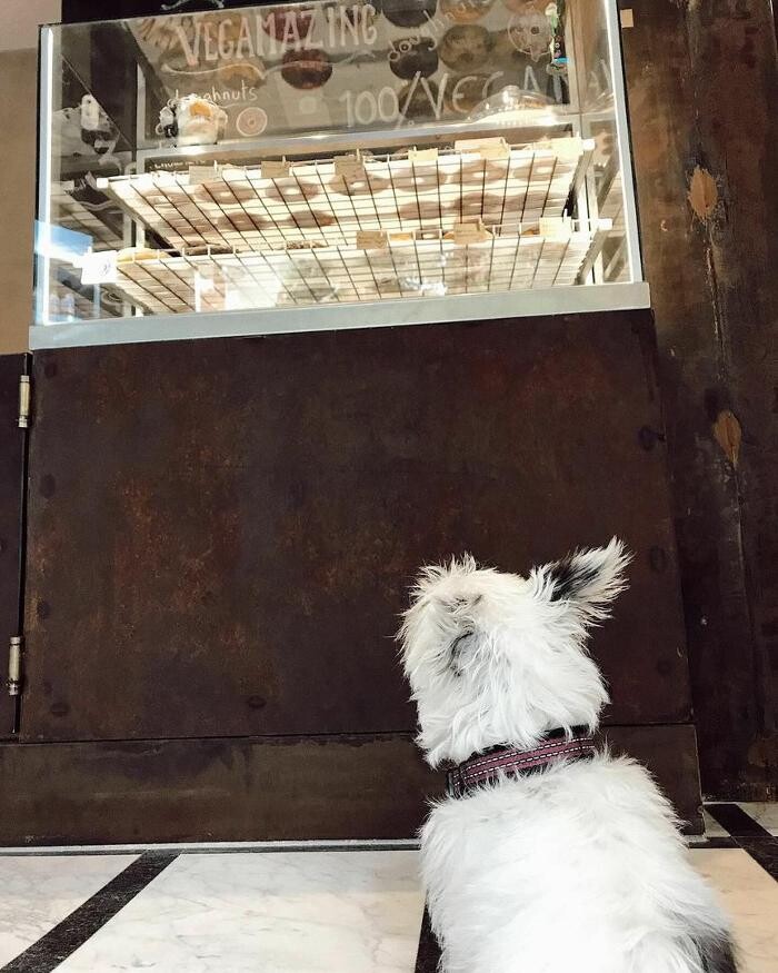 Images VegAmazing Doughnuts