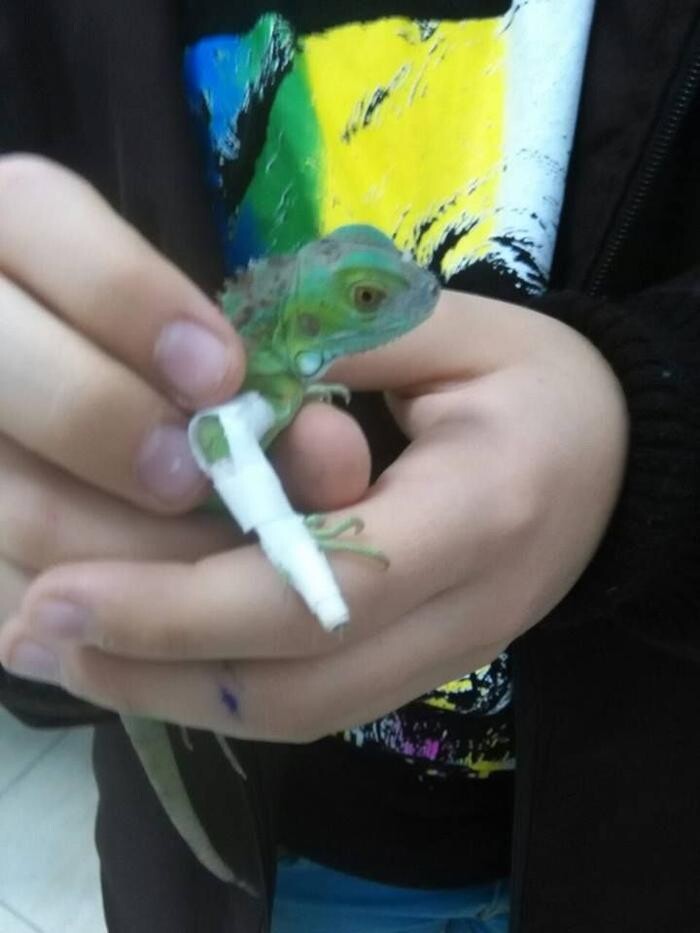 Images Clinica Veterinaria Exotia Santa Ursula