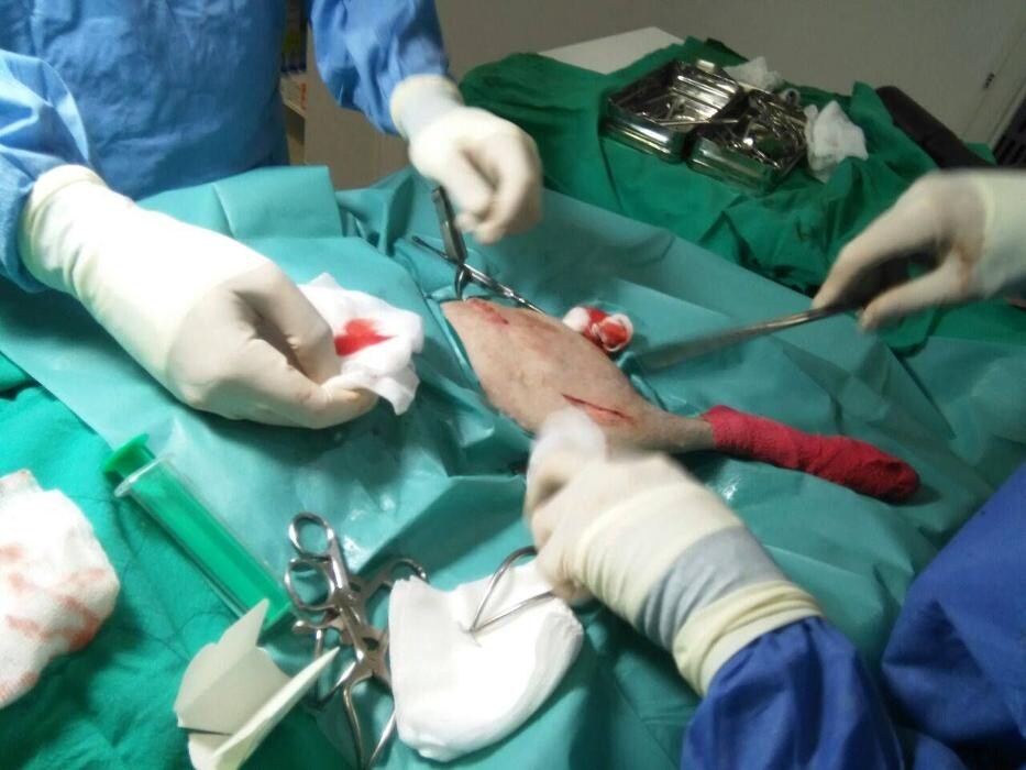 Images Clinica Veterinaria Exotia Santa Ursula