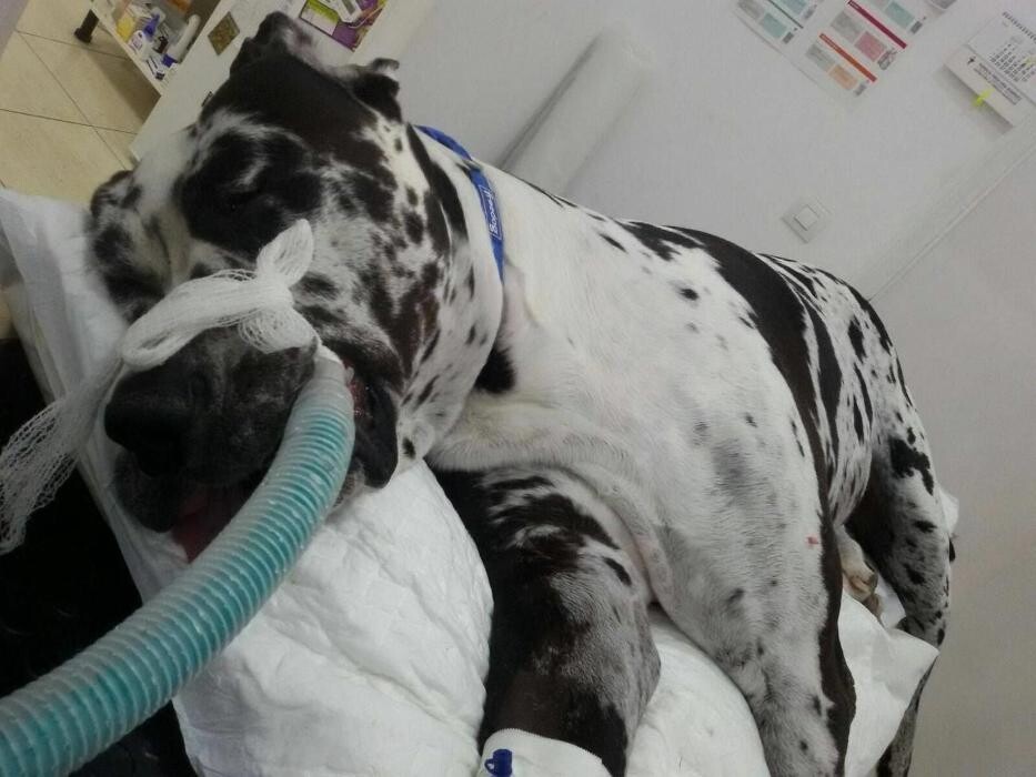 Images Clinica Veterinaria Exotia Santa Ursula