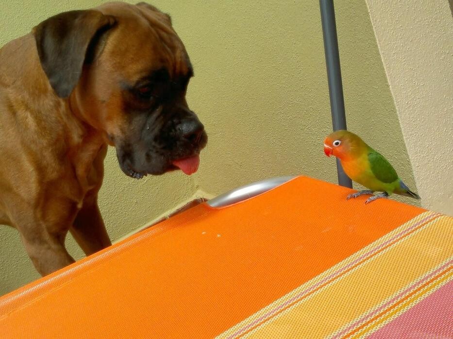 Images Clinica Veterinaria Exotia Santa Ursula