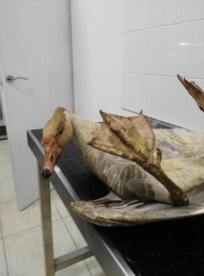 Images Clinica Veterinaria Exotia Santa Ursula