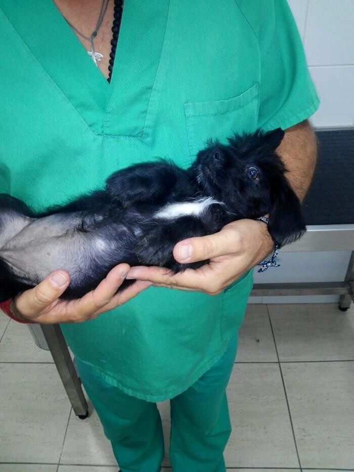 Images Clinica Veterinaria Exotia Santa Ursula