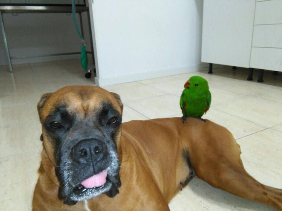 Images Clinica Veterinaria Exotia Santa Ursula