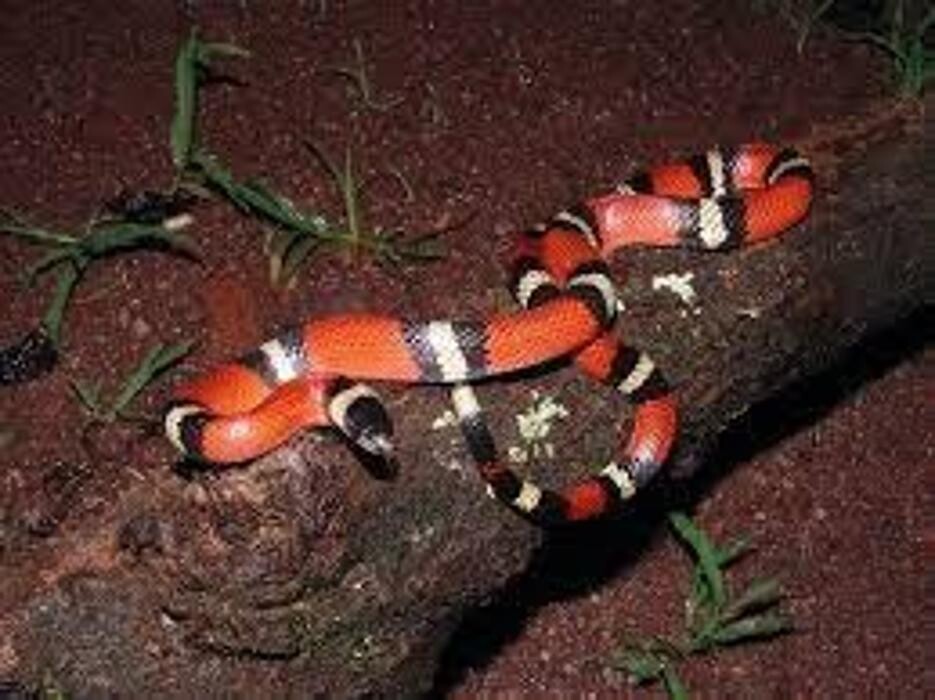 Images Clinica Veterinaria Exotia Santa Ursula