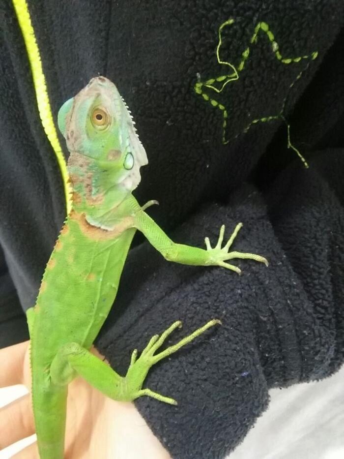 Images Clinica Veterinaria Exotia Santa Ursula