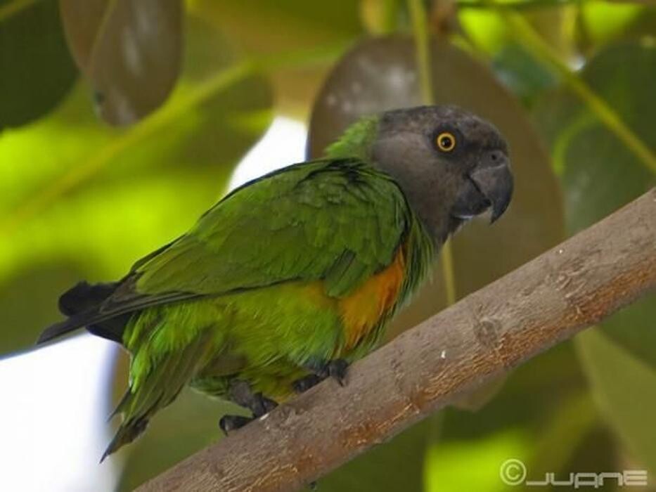 Images Clinica Veterinaria Exotia Santa Ursula