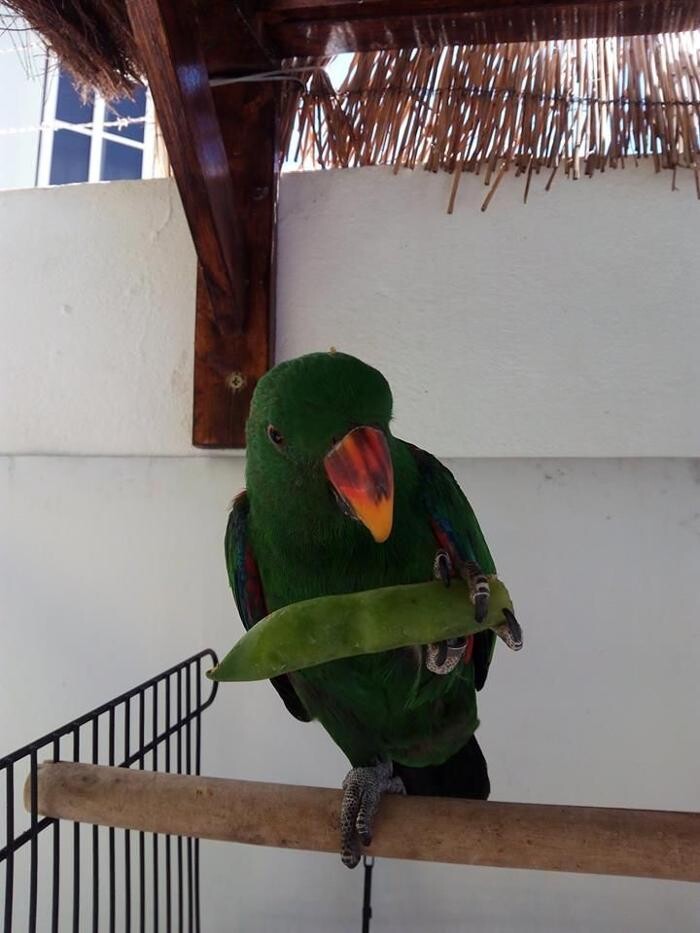 Images Clinica Veterinaria Exotia Santa Ursula