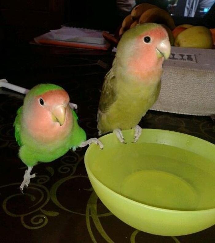 Images Clinica Veterinaria Exotia Santa Ursula