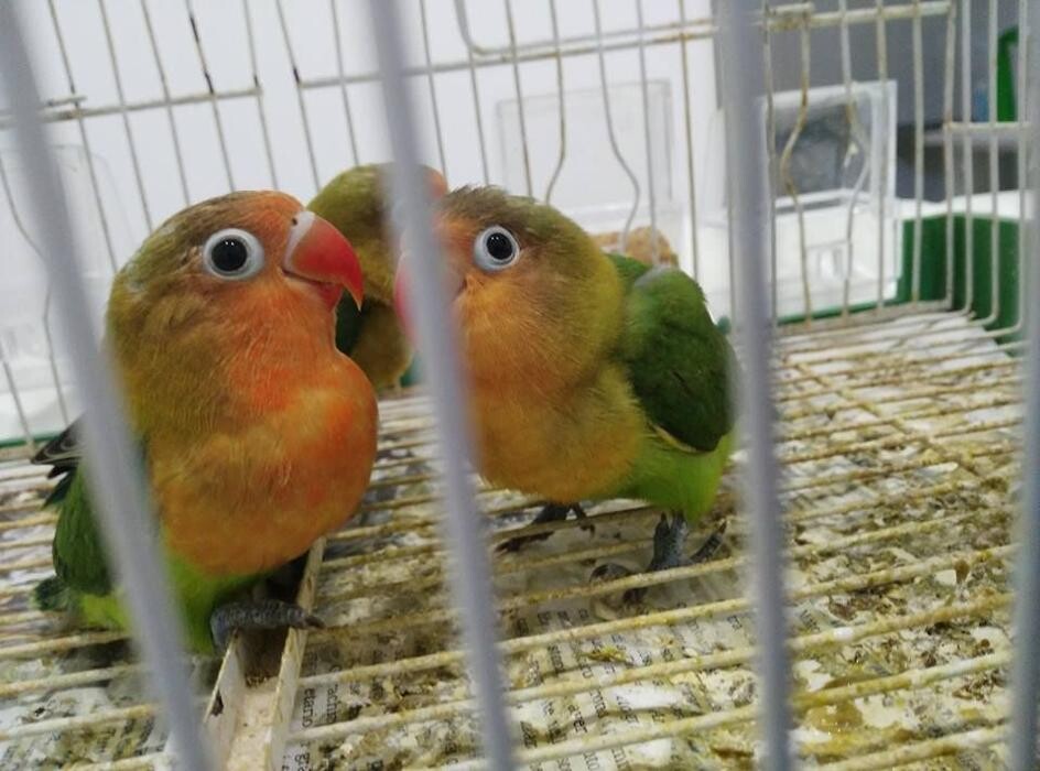 Images Clinica Veterinaria Exotia Santa Ursula