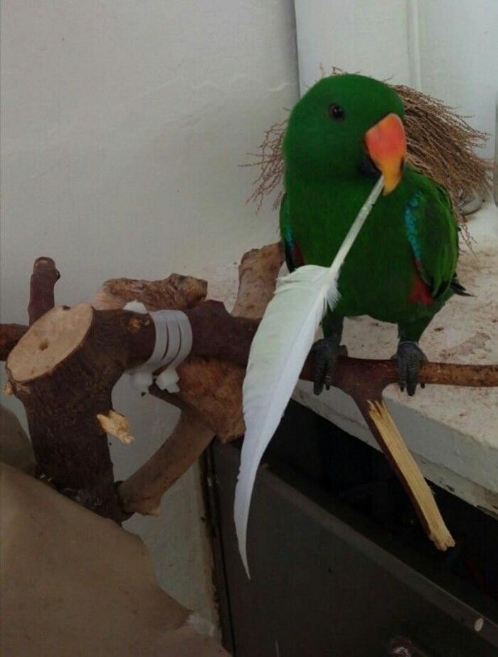 Images Clinica Veterinaria Exotia Santa Ursula