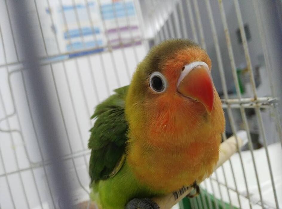 Images Clinica Veterinaria Exotia Santa Ursula