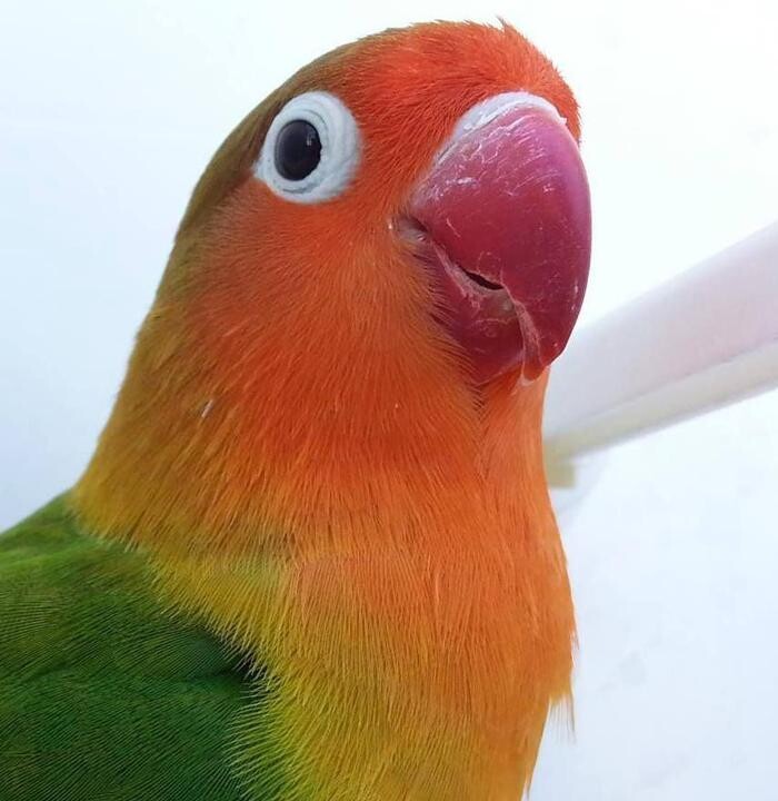 Images Clinica Veterinaria Exotia Santa Ursula