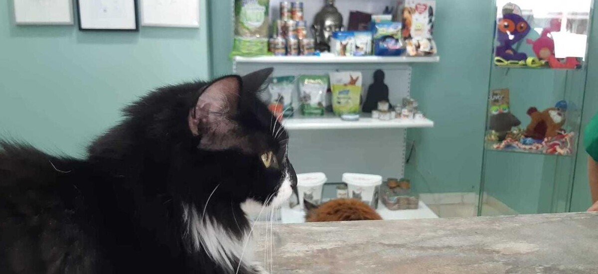 Images Clinica Veterinaria Exotia Santa Ursula