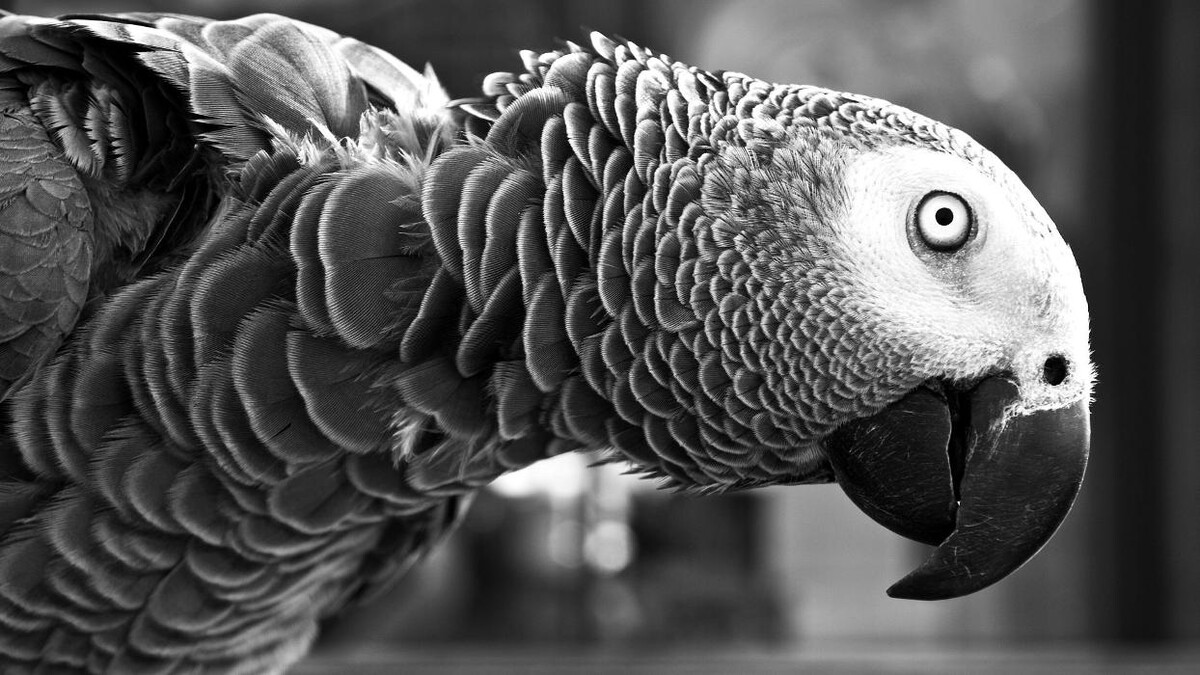 Images Clinica Veterinaria Exotia Santa Ursula