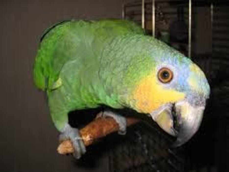 Images Clinica Veterinaria Exotia Santa Ursula