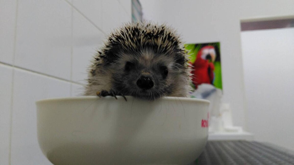 Images Clinica Veterinaria Exotia Santa Ursula