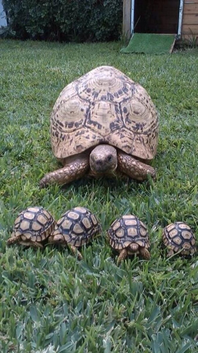 Images Clinica Veterinaria Exotia Santa Ursula