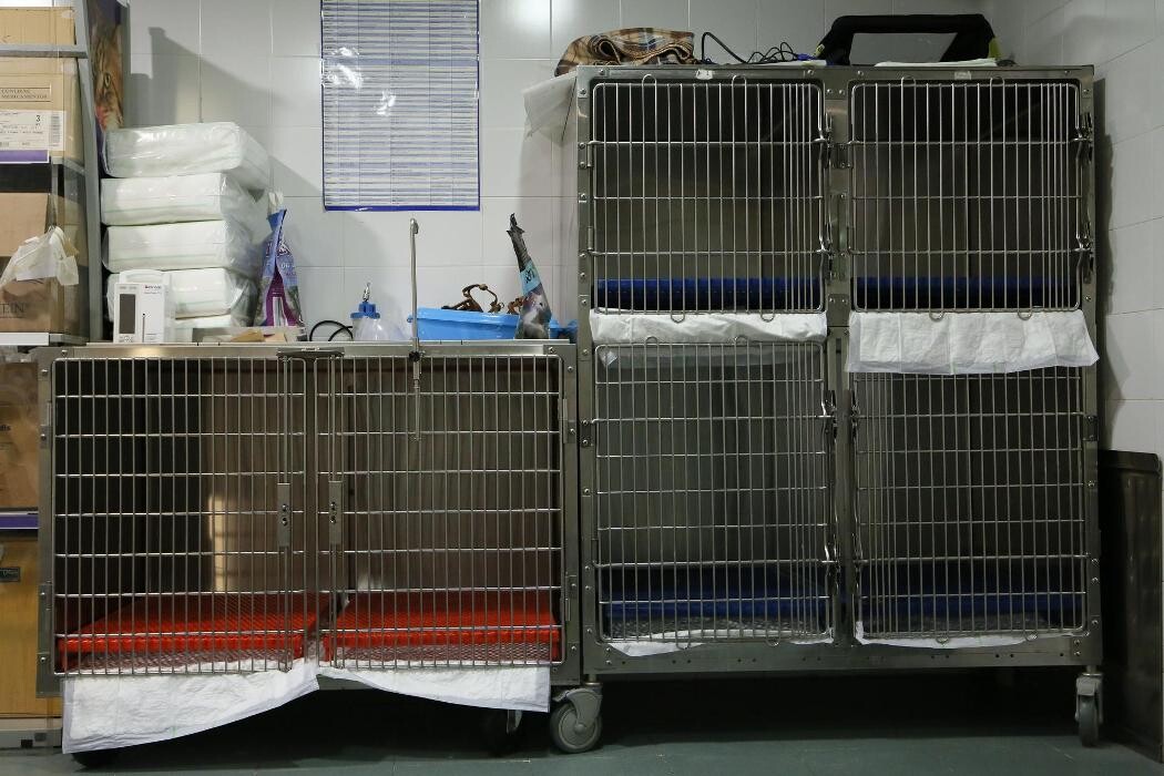 Images Clínica Veterinaria San Antón