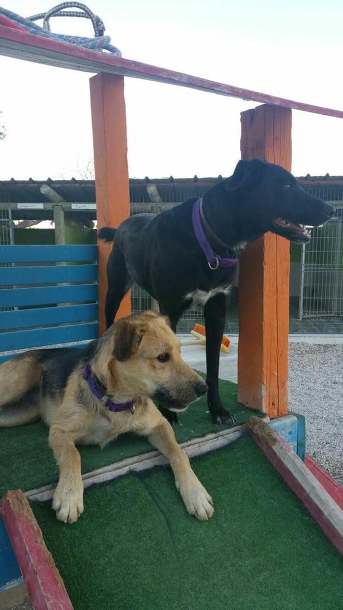 Images Hotel Canino y Felino El Rey de la Casa - cat & dog boarding kennels