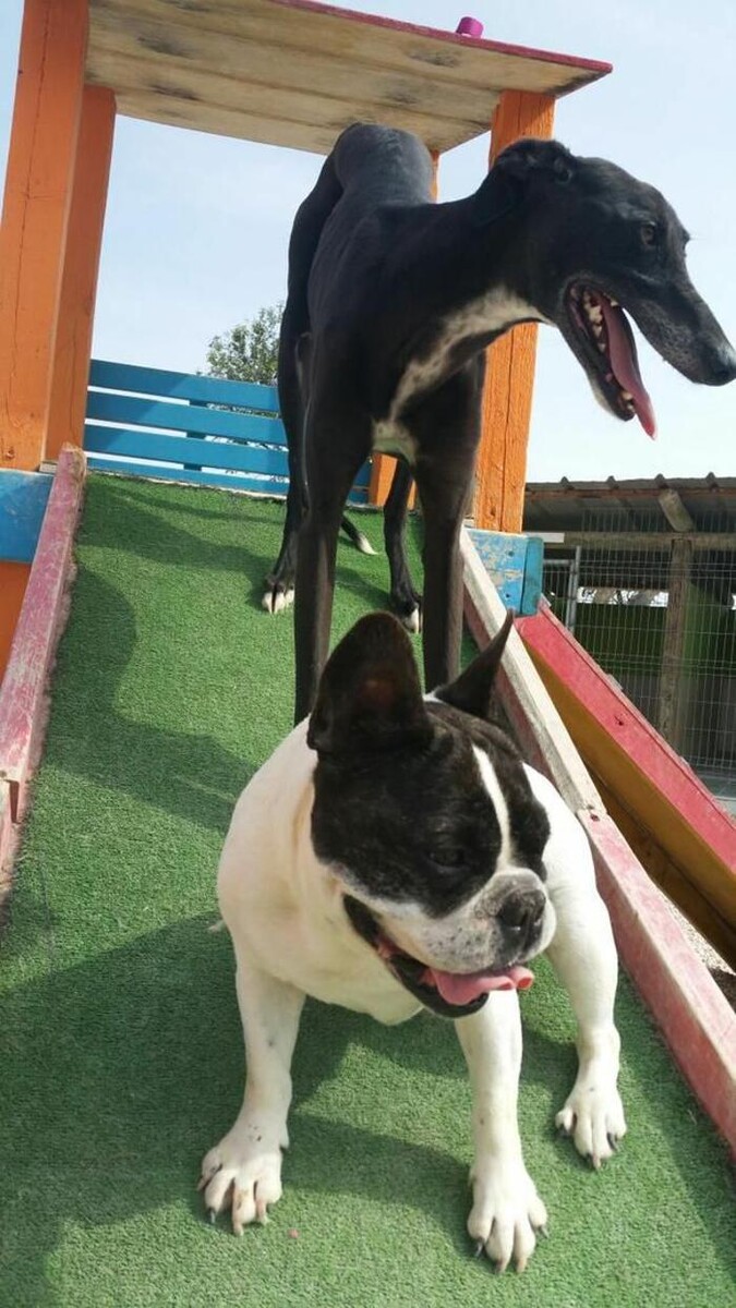 Images Hotel Canino y Felino El Rey de la Casa - cat & dog boarding kennels