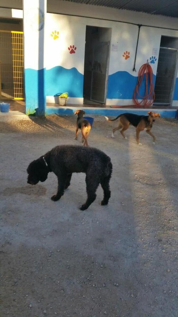 Images Hotel Canino y Felino El Rey de la Casa - cat & dog boarding kennels