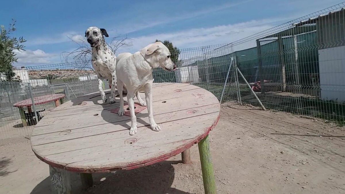 Images Hotel Canino y Felino El Rey de la Casa - cat & dog boarding kennels