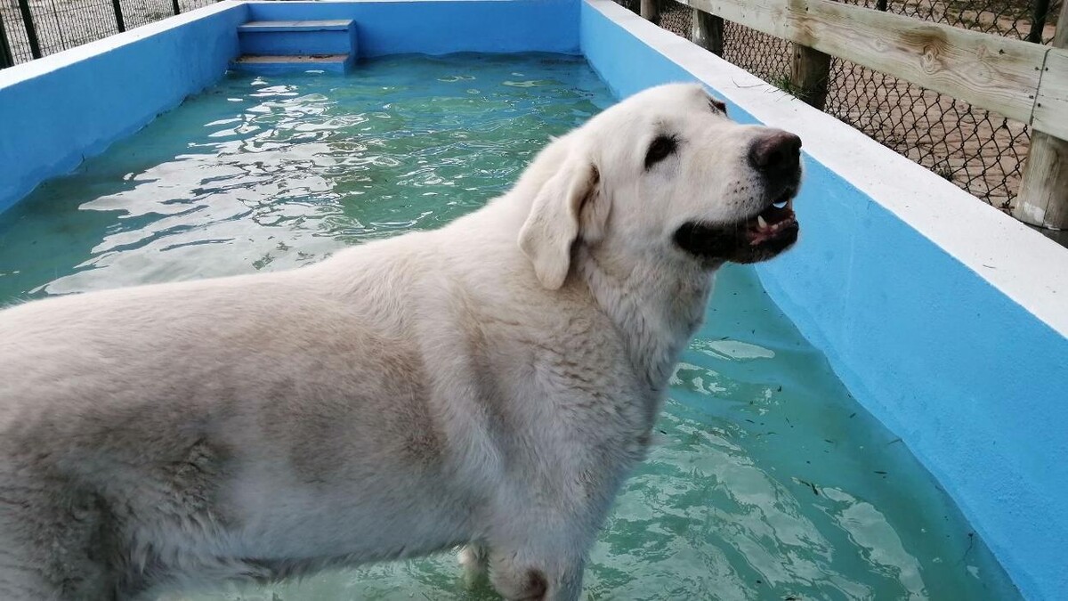 Images Hotel Canino y Felino El Rey de la Casa - cat & dog boarding kennels