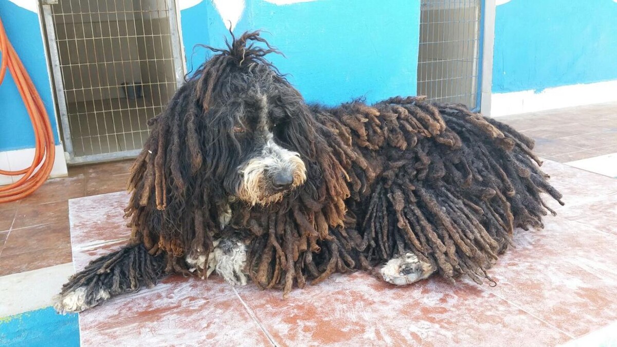 Images Hotel Canino y Felino El Rey de la Casa - cat & dog boarding kennels