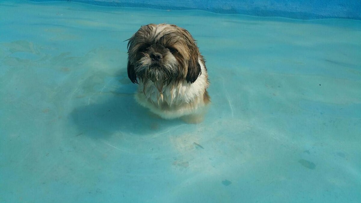 Images Hotel Canino y Felino El Rey de la Casa - cat & dog boarding kennels