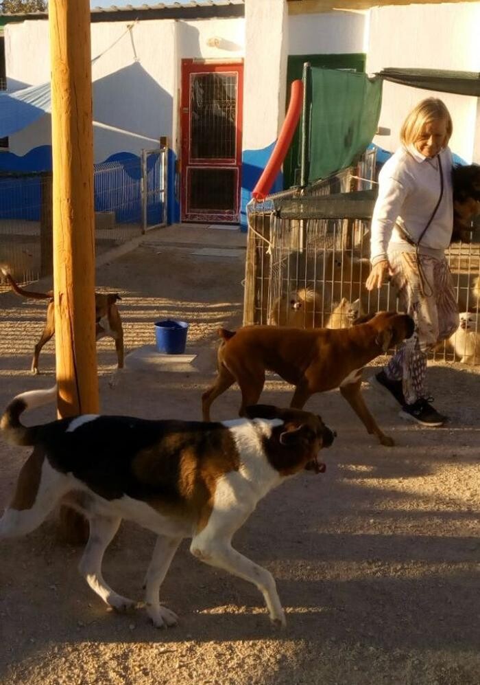 Images Hotel Canino y Felino El Rey de la Casa - cat & dog boarding kennels