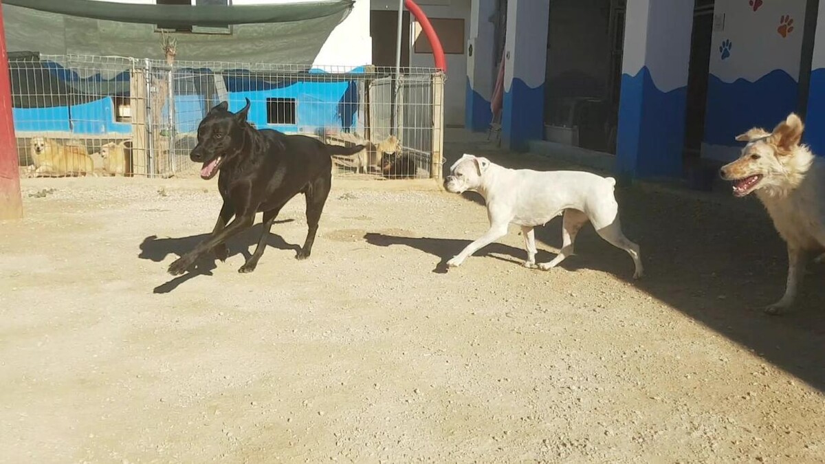 Images Hotel Canino y Felino El Rey de la Casa - cat & dog boarding kennels